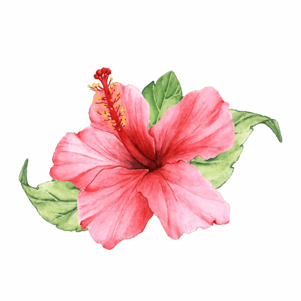 Fleur d'hibiscus